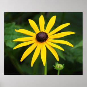 Poster Hirta do Rudbeckia