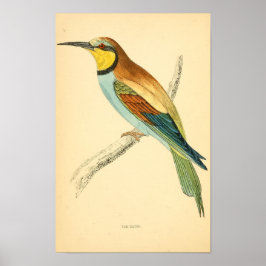 Poster História das aves britânicas 1863 BEE-EATER