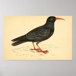 Poster História das aves britânicas 1863 COUGH