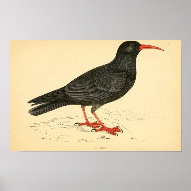Poster História das aves britânicas 1863 COUGH (Frente)