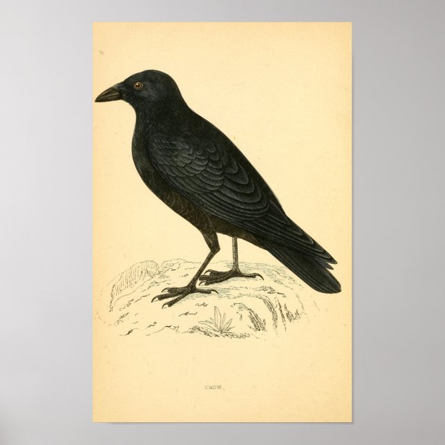 Poster História das aves britânicas 1863 CROW (Frente)