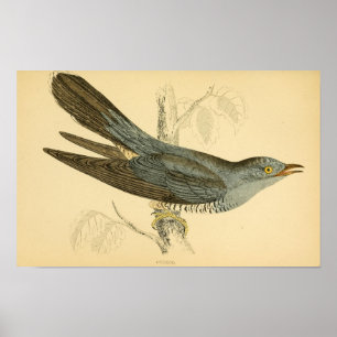 Poster História das aves britânicas 1863 CUCKOO