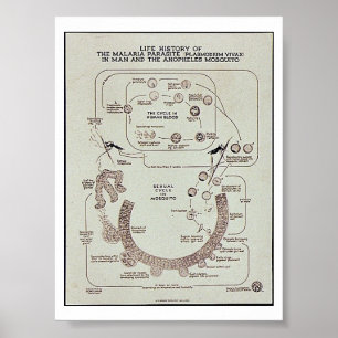 Póster História De Vida Da Malária Parasite Plasmodifume 