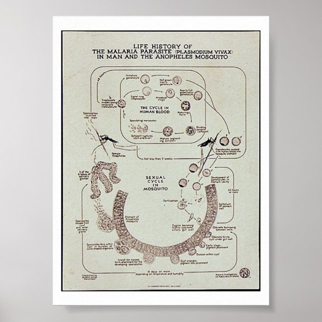 Póster História De Vida Da Malária Parasite Plasmodifume  (Frente)