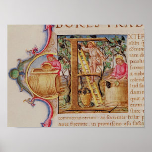 Póster Historiated rubrica "E" que descreve a colheita de