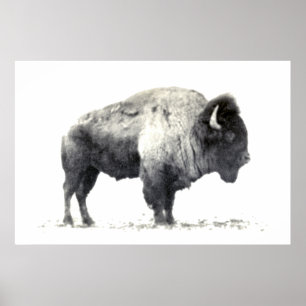 Poster Historical Photograph of American Bison