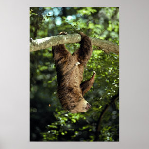 Poster Hoffmann's two-toed sloth