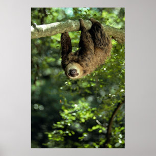 Poster Hoffmann's two-toed sloth