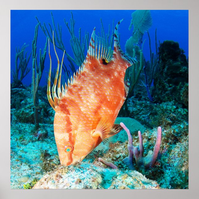 Poster Hogfish (Frente)