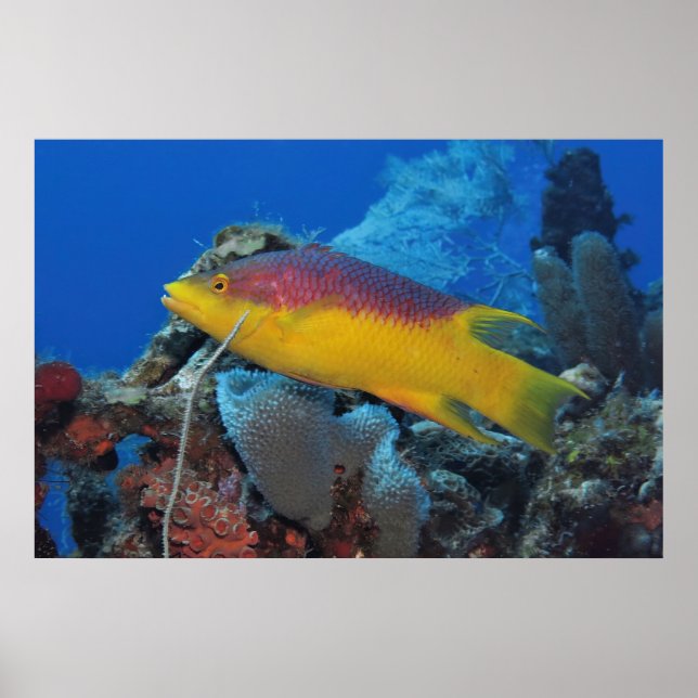 Poster Hogfish espanhol (Frente)