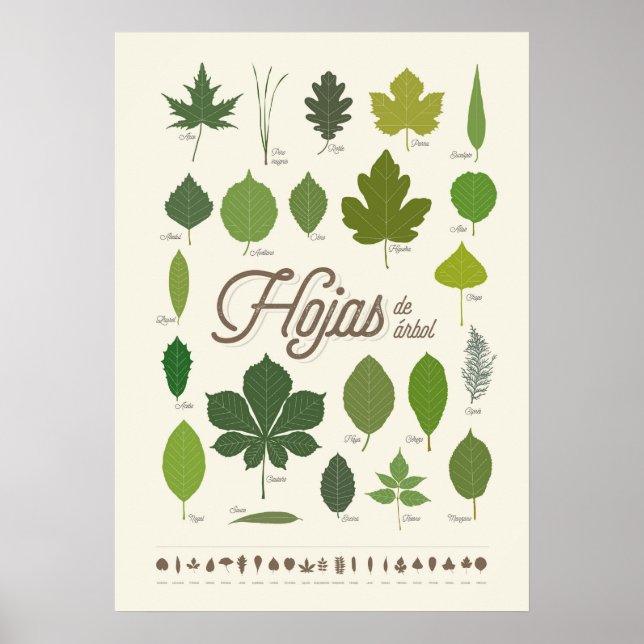 Poster Hojas de Árbol (Frente)