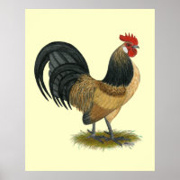 Holandês Bantam: Blue Quail Rooster
