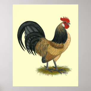 Poster Holandês Bantam: Blue Quail Rooster