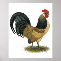 Holandês Bantam: Blue Quail Rooster