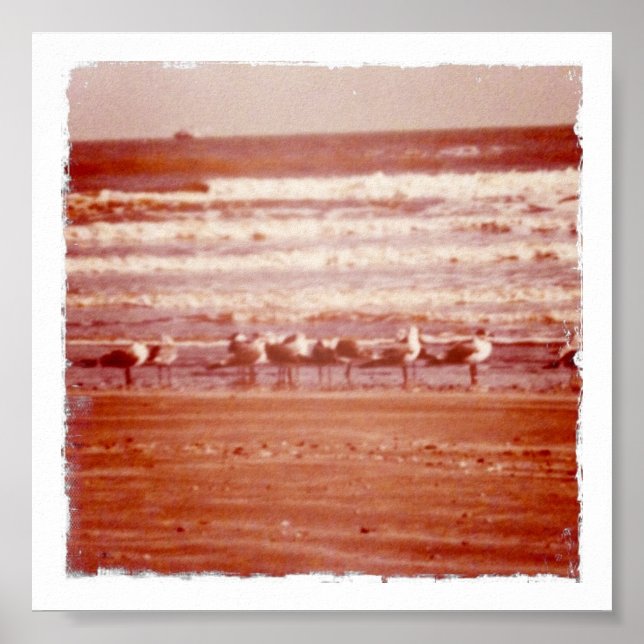 Poster Holly Beach Seagulls (Frente)