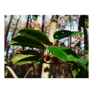 Póster Holly deixa eu feriado botânico