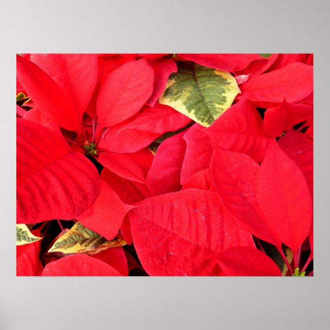 Poster Holly Point Poinsettias Holiday Floral (Frente)