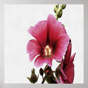 Poster Hollyhock Rosa
