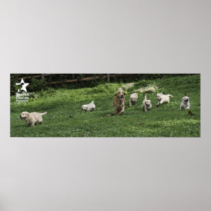 Poster Holly's Half Dozen Romp