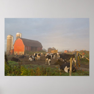 Póster Holstein dairy cows outside a barn at sunrise