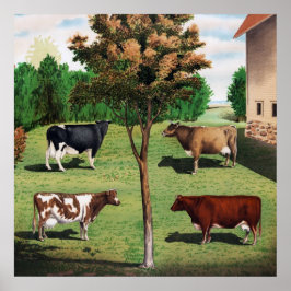 Póster Holstein, Jersey, Ayrshire e Shorthorn
