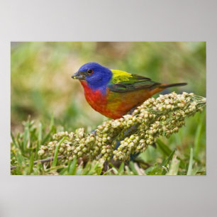 Poster Homem adulto Bunting pintado do citria do
