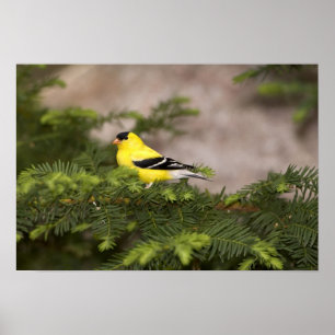 Póster Homem americano do Goldfinch em uma árvore