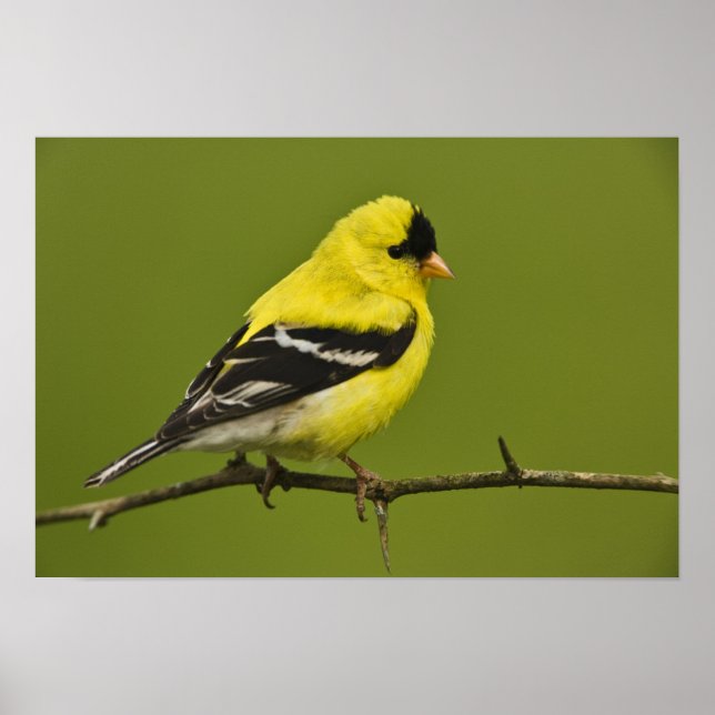 Poster Homem Americano Goldfinch na criação de uma plumag (Frente)