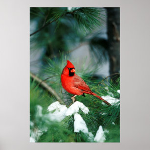 Póster Homem cardinal do norte na árvore, IL