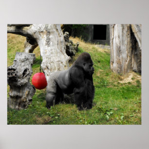 Póster Homem do silverback do gorila da planície no