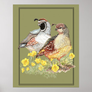 Póster Homem & fêmea originais das codorniz de Califórn