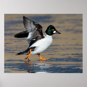 Póster Homem Goldeneye batendo no gelo