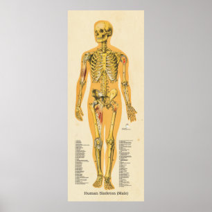 Poster Homem - Gráfico dos Ossos da Anatomia do Esquelet