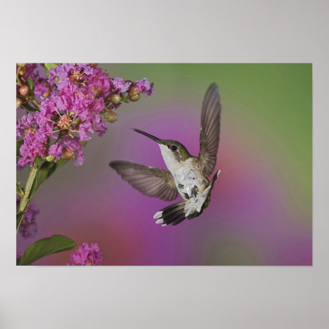 Poster Homem-Juvenil Ruby Throed Hummingbird (Frente)