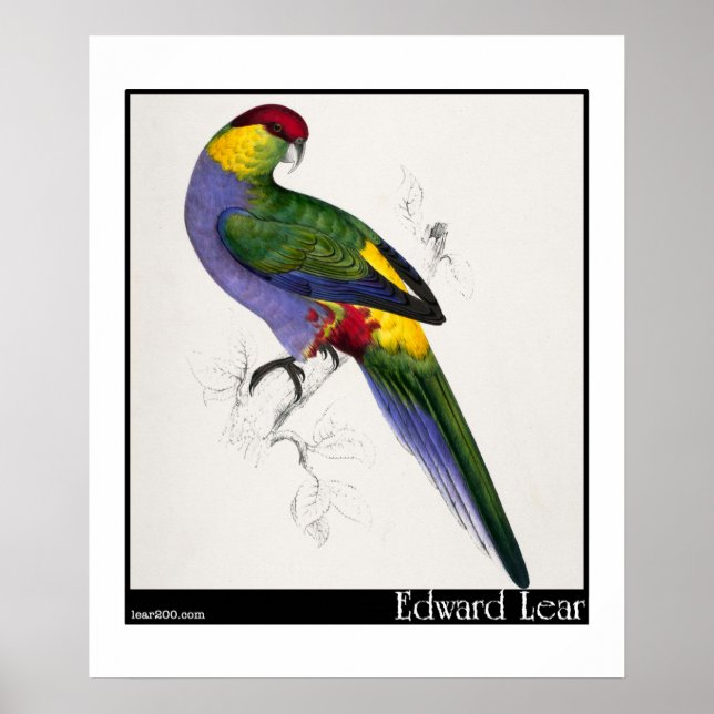 Póster Homem-periquito de Capas Vermelhas de Edward Lear (Frente)