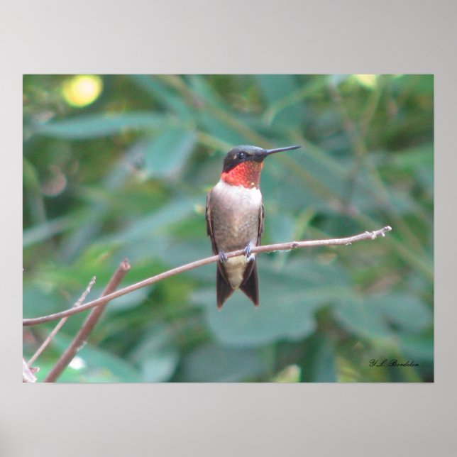 Poster Homem-Ruby Throated Hummingbird (Frente)