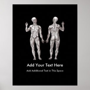 Póster Homens do músculo - anatomia do sistema muscular