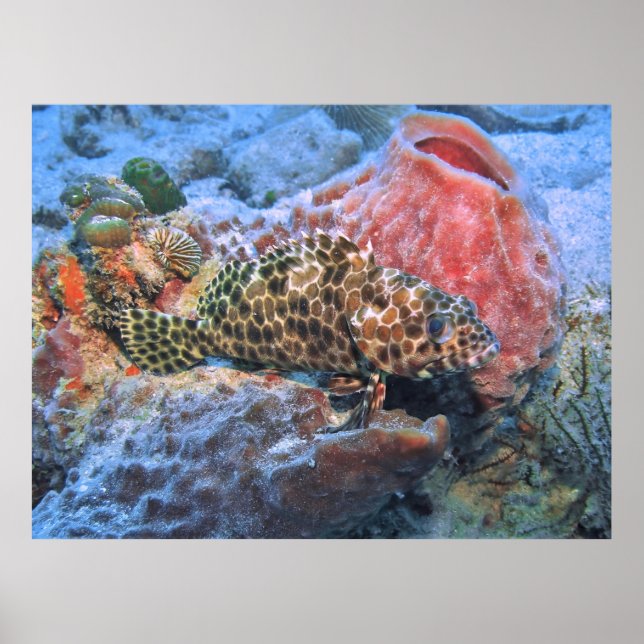 Poster Honeycomb Grouper (Frente)