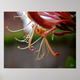 Póster Honeysuckle [Impressão de Arte]