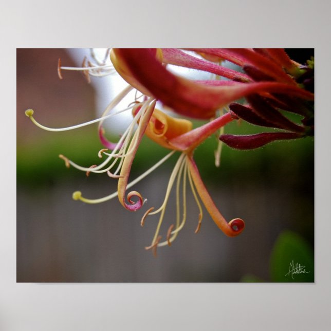 Póster Honeysuckle [Impressão de Arte] (Frente)