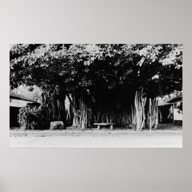 Poster Honolulu, Havaí - A Árvore de Enchimento (Frente)