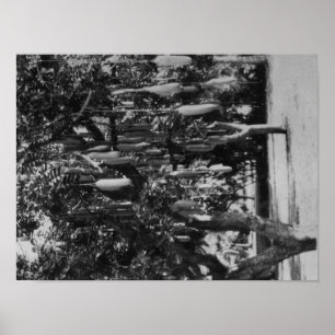 Póster Honolulu, HI - Universidade do Havaí