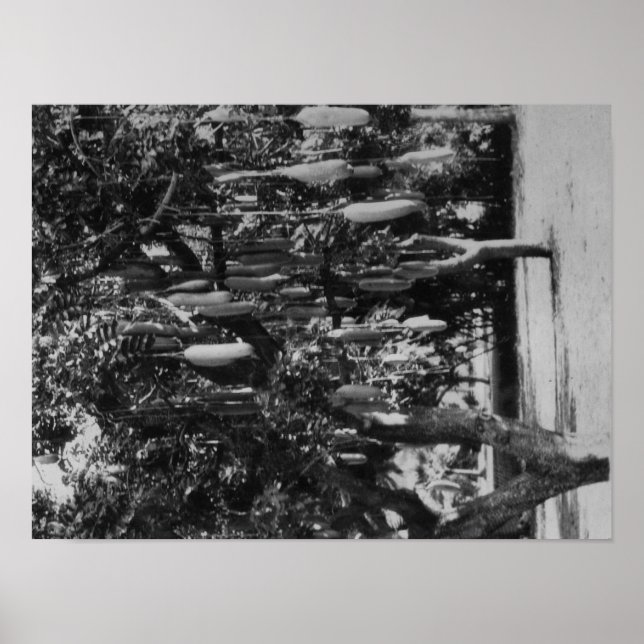 Póster Honolulu, HI - Universidade do Havaí (Frente)