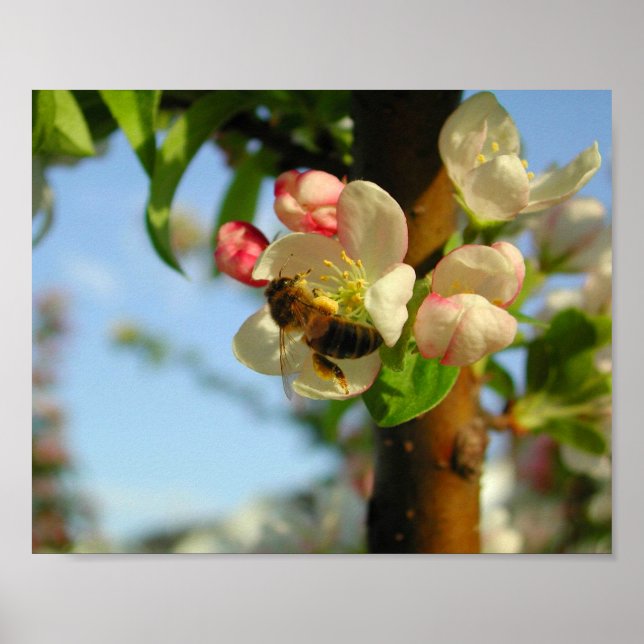 Poster Honyebee 8x10 (Frente)