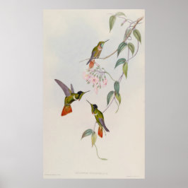 Poster Hooded Visorbearer Hummingbird Augastes lumachella