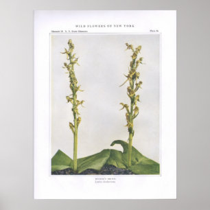 Póster Hookeriana do Orchis - do Lysias do navio de pesca