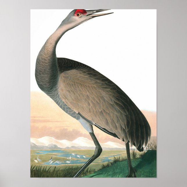 Poster Hooping Crane de John James Audubon (Frente)