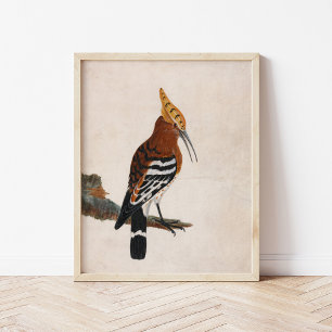 Poster Hoopoe comum   William Lewin