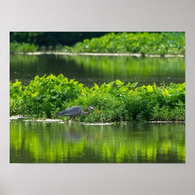 Poster Hora das Refeições de Lagostas (Frente)