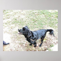 Hora De Caminhar O Cachorro